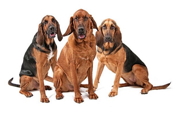 A Bloodhound’s sense of smell is so strong it can be used as evidence in court
